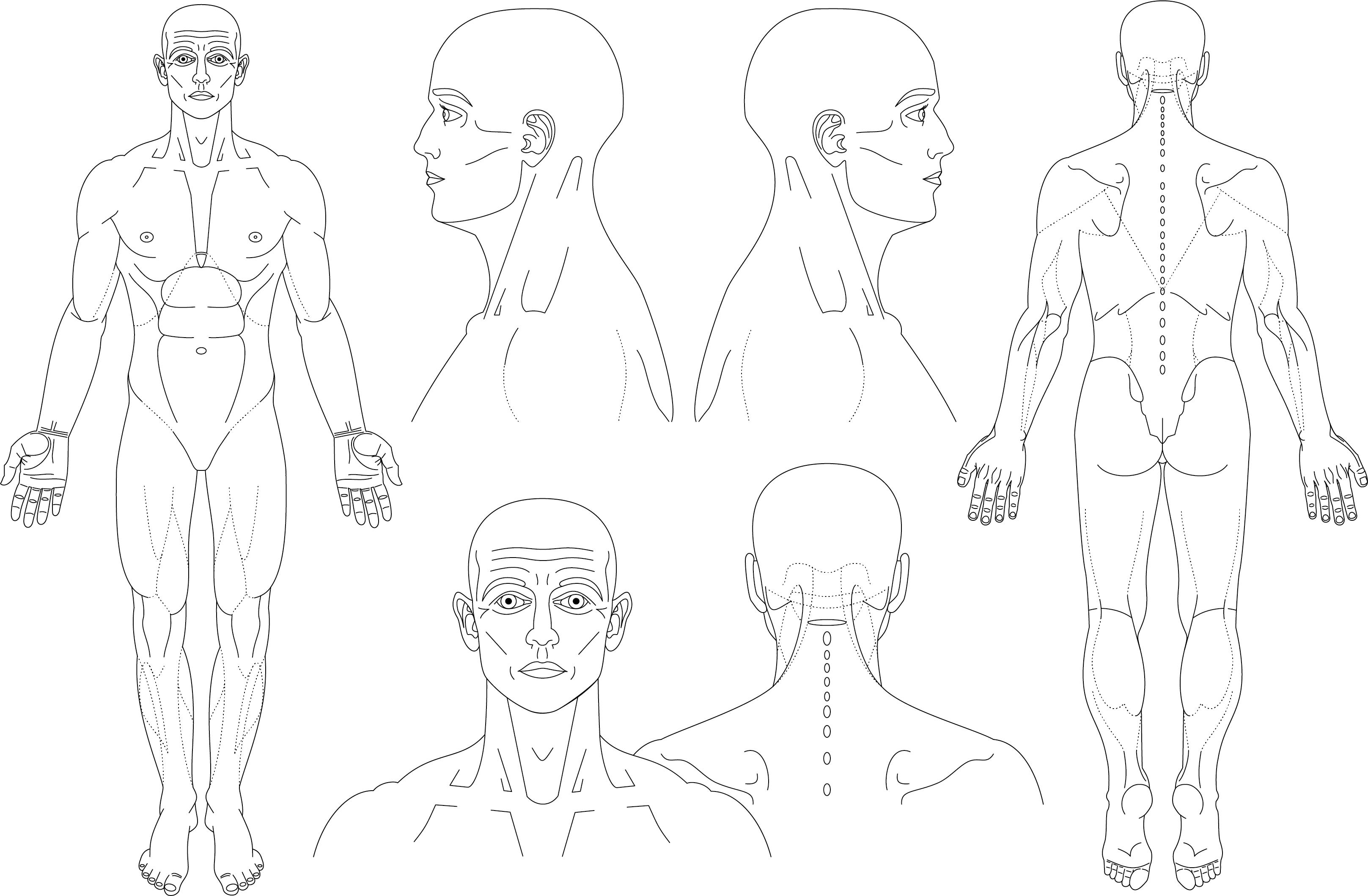 Body Parts Diagram Man / Free Human Body Parts, Download Free Clip Art